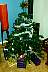 tree.jpg